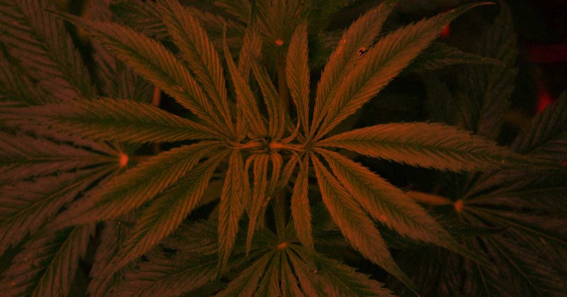 The FDA just sent a torrent of letters warning there's no evidence that CBD use has the medical benefits that companies claim, and it's in fact dangerous.