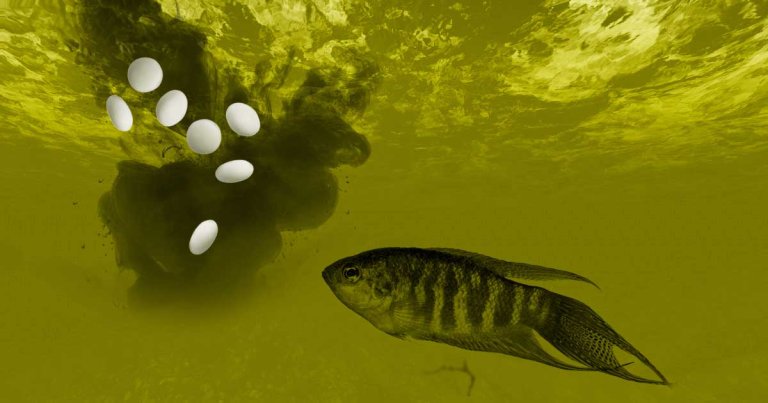 A haunting quest to source a viral video of a man apparently capturing catfish using Coca-Cola brand soda, Mentos, and an ordinary egg.