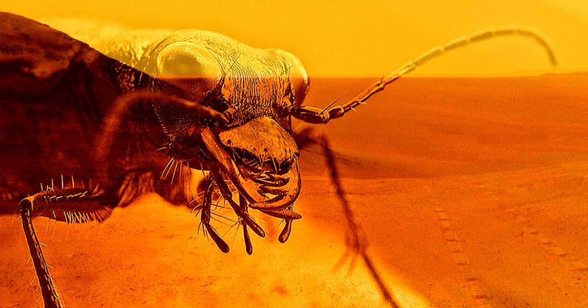 Professor Claims to Have Discovered Insect-Like Life on Mars