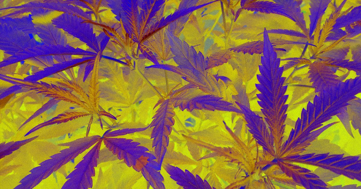 A comprehensive new analysis of 50 years' worth of medical data has linked heavy, frequent marijuana use with an increased risk of testicular cancer.