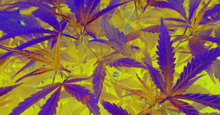 A comprehensive new analysis of 50 years' worth of medical data has linked heavy, frequent marijuana use with an increased risk of testicular cancer.