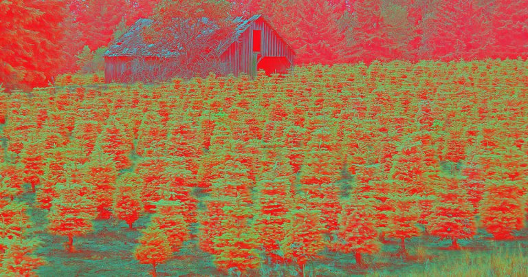 Researchers at North Carolina State University are exploring if drones can be used to monitor the growth of Christmas trees in the Blue Ridge Mountains.