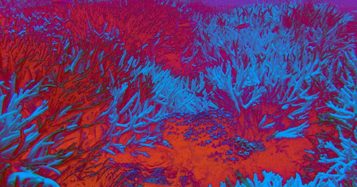 Fish Having A Rave Fish Rave: Loudspeakers Draw Wildlife to Dead Reefs