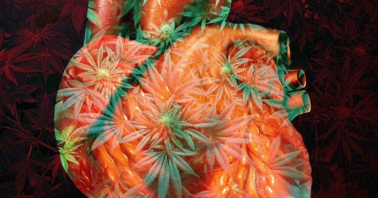 Marijuana can literally change a user's heart, enlarging its left ventricle and impairing function, according to a new study.