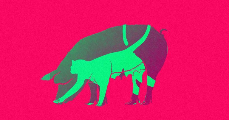 According to a New Scientist exclusive, the first ever pig that had a small proportion of Its cells derived from a monkey was born in a lab in China.