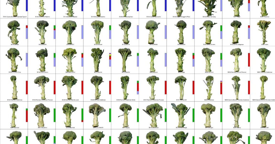 A true mad scientist bred 97 different kinds of broccoli and mapped their DNA. The verdict? all of them were "delicious."