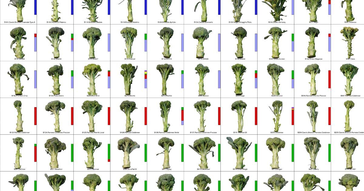 A Researcher Grew 97 Kinds of Broccoli and Sequenced Their DNA