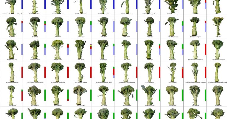 A true mad scientist bred 97 different kinds of broccoli and mapped their DNA. The verdict? all of them were "delicious."