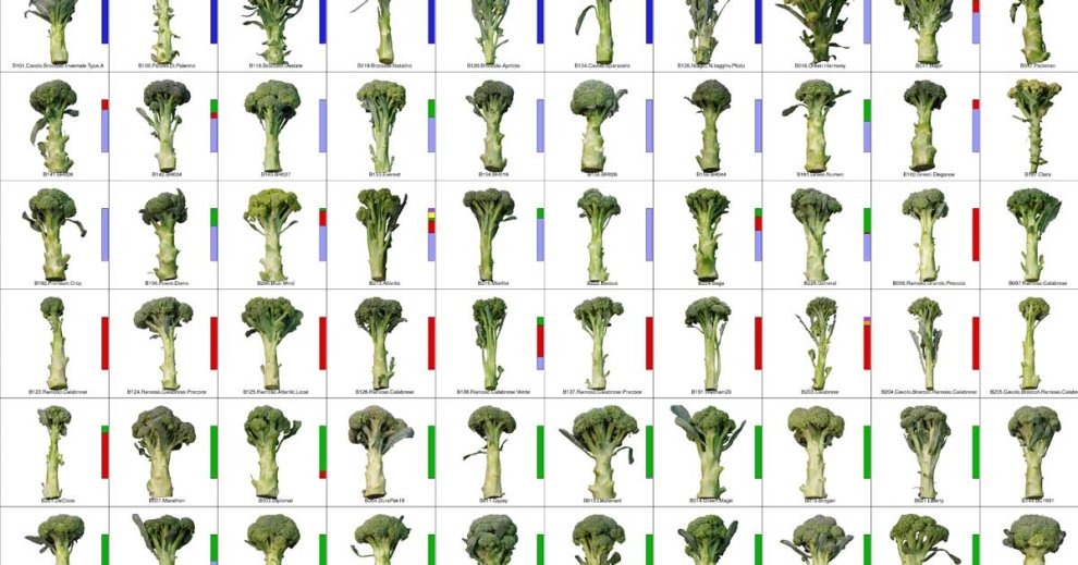 A Researcher Grew 97 Kinds of Broccoli and Sequenced Their DNA