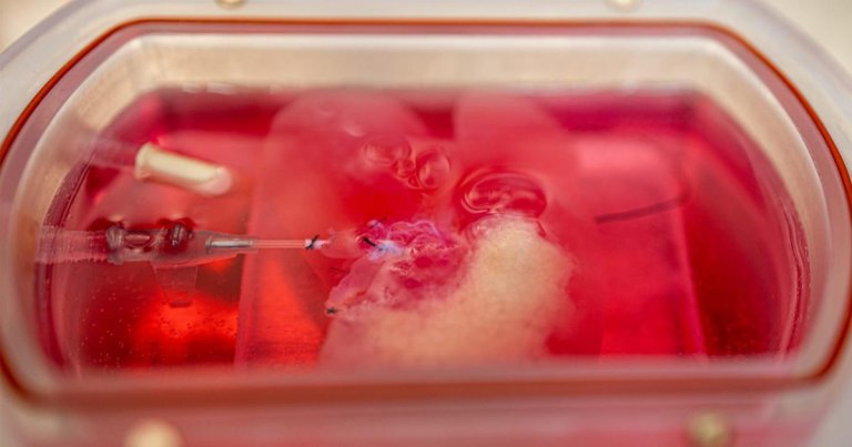 A team of Brazilian researchers have succesfully bioprinted tiny organoids like a mini-liver that perform all of the human liver's functions.