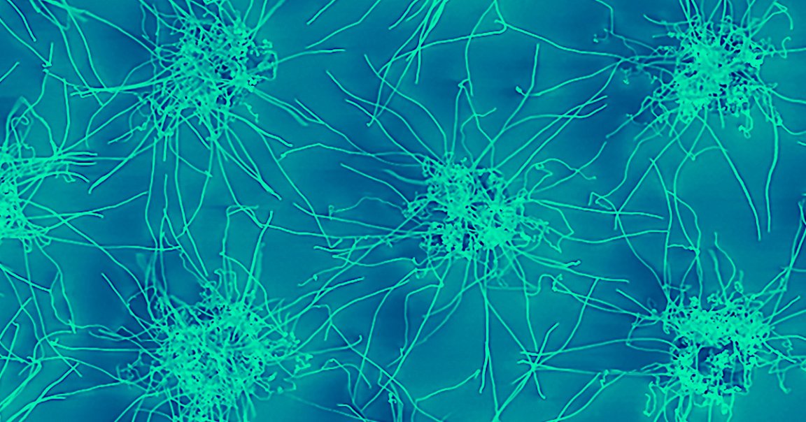 Scientists built a bizarre, tiny circuit that changes as electricity flows through it that they say could help them construct an artificial brain.