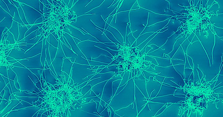 Scientists built a bizarre, tiny circuit that changes as electricity flows through it that they say could help them construct an artificial brain.