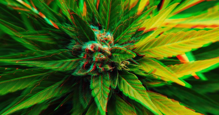 A team of cybersecurity researchers discovered a data breach in a platform used by multiple U.S. marijuana dispensaries to manage sales.