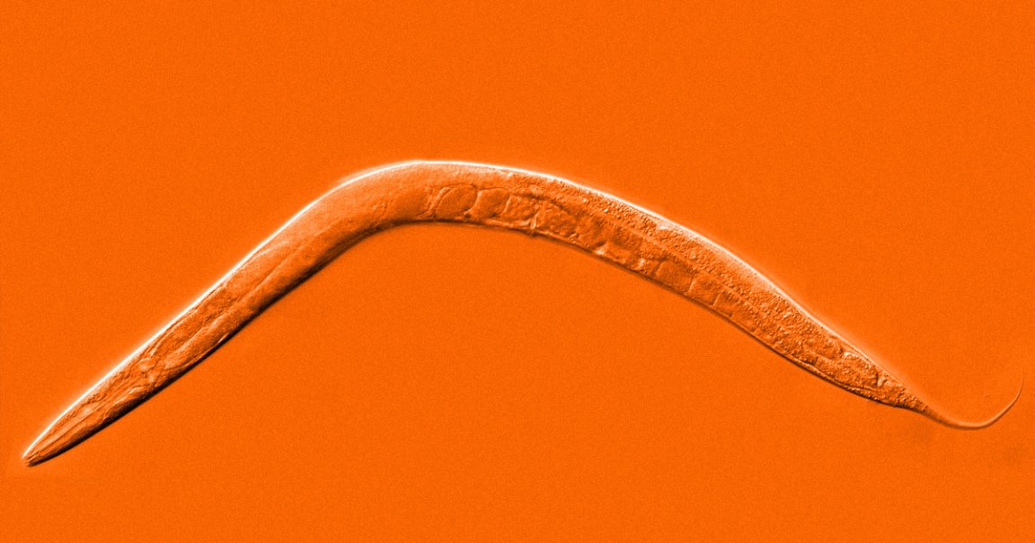 Scientists have found a way to increase the lifespan of C. elegans worms fivefold, which would be equivalent to a human reaching the age of 500.