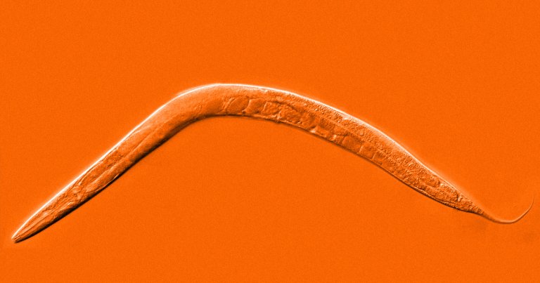 Scientists have found a way to increase the lifespan of C. elegans worms fivefold, which would be equivalent to a human reaching the age of 500.