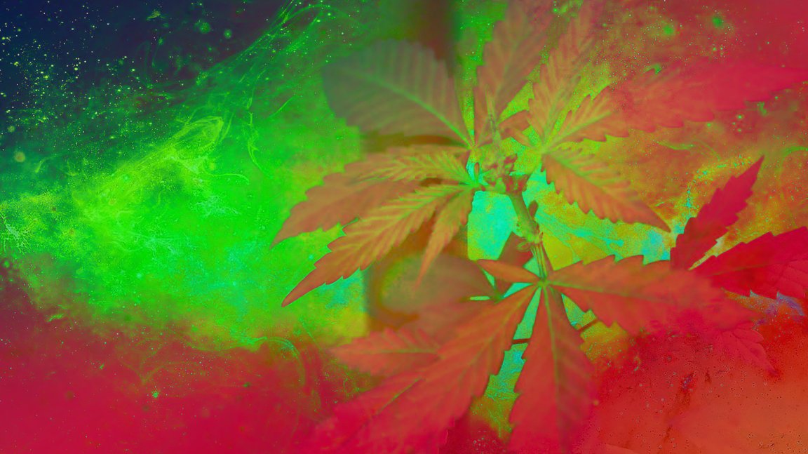 Researchers from Italy claim to have discovered two new cannabinoids, including one they say is 30 times more potent than THC.