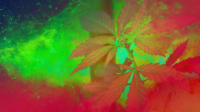 Researchers from Italy claim to have discovered two new cannabinoids, including one they say is 30 times more potent than THC.