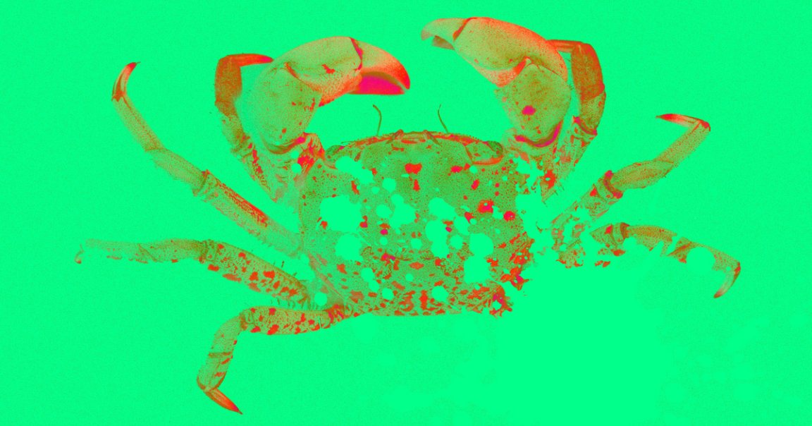 A new study has found that the Pacific Ocean's increasingly acidic water is dissolving the shells of newly hatched Dungeness crabs.