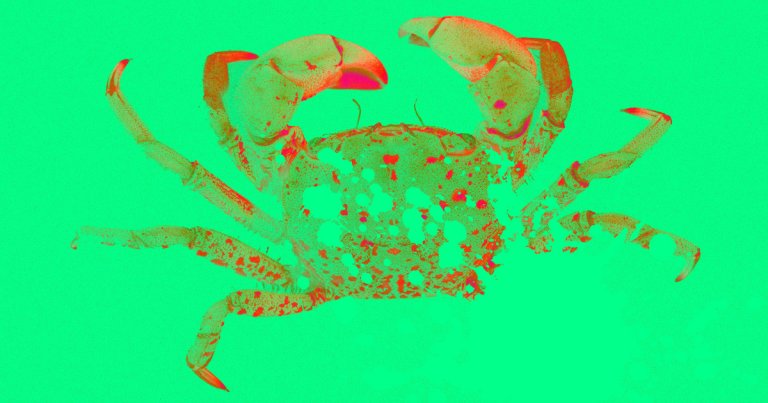 A new study has found that the Pacific Ocean's increasingly acidic water is dissolving the shells of newly hatched Dungeness crabs.