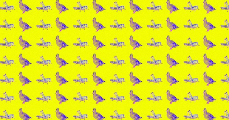A mysterious video that claimed China would be sending 100,000 ducks to Pakistan to help deal with a locust invasion went viral on Chinese social media.