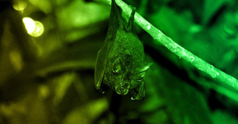 The coronavirus rapidly spreading around the world almost certainly jumped to humans from animals. Zoonotic viruses like this can be more dangerous.