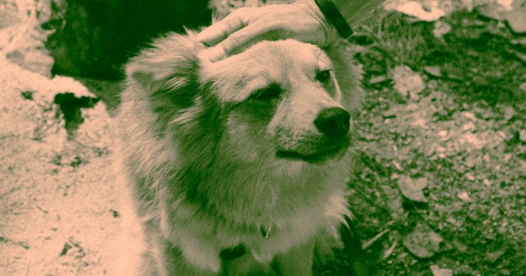 Rather than euthanize lab animals after testing, the Food and Drug Administration is now allowing sanctuaries and shelters to adopt the critters.