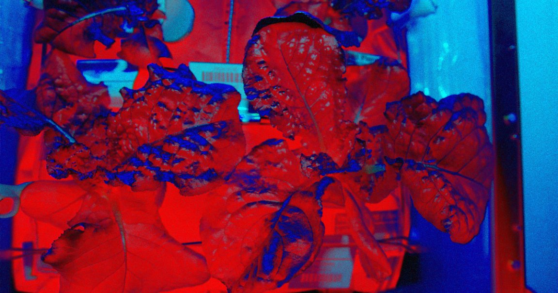 According to a new study, lettuce grown in space isn't just delicious, it's just as nutritious and safe to eat as boring-old Earth lettuce as well.