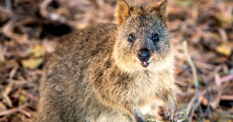 Australia is converting a tourist island destination known for housing some of the world's only quokkas into a quarantine zone for cruise ship passengers.