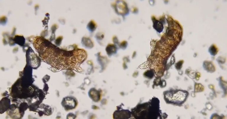 Canadian artist Julie Laurin recently started a livestream of tardigrades — eight-legged micro-animals also known as "water bears" — on Twitch.