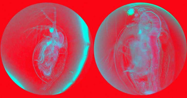 Researchers created tiny "nanodrills" that were able to cut themselves into the cells of worms and plankton. They could even cure skin diseases.