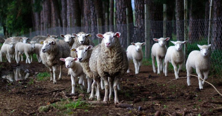 A new study suggests that filling the Arctic with huge numbers of grazing animals could help fight climate change and keep the permafrost frozen.