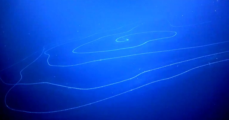 According to a Newsweek report, researchers found a bizarre deep sea organism off the cost of Western Australia. And it's an absolute mammoth.