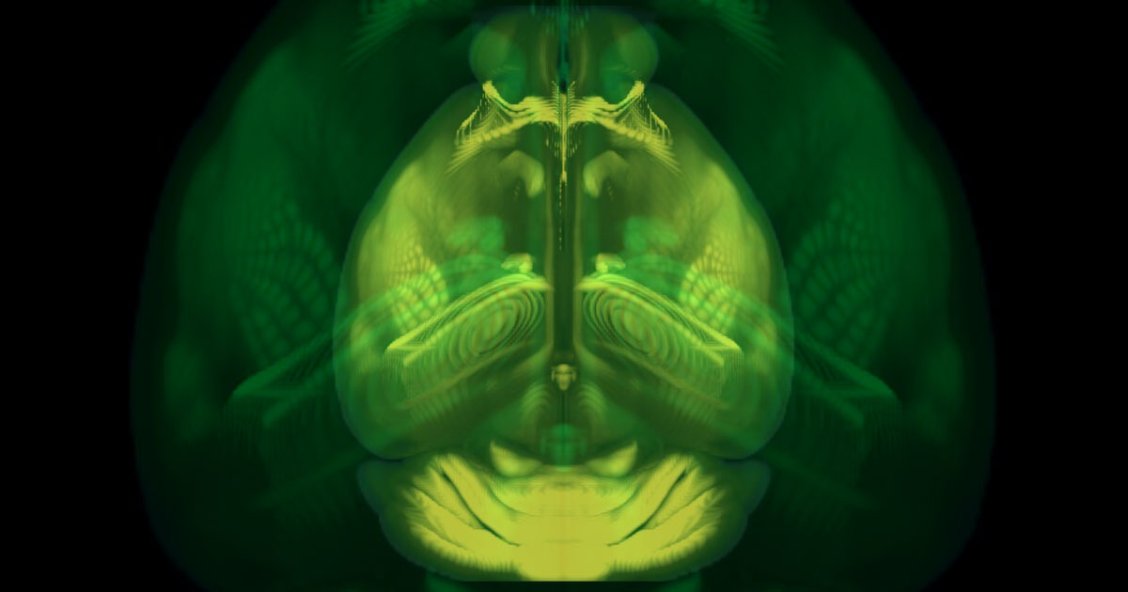 Scientists Plot 100 Million Cells to Map Full 3D Mouse Brain