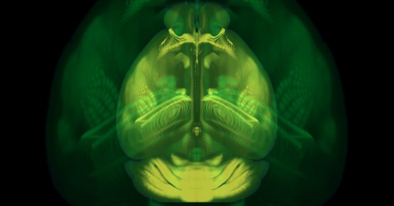 A team of neuroscientists just created a complete, three-dimensional map of a mouse brain that they say could be a game changer for researchers.