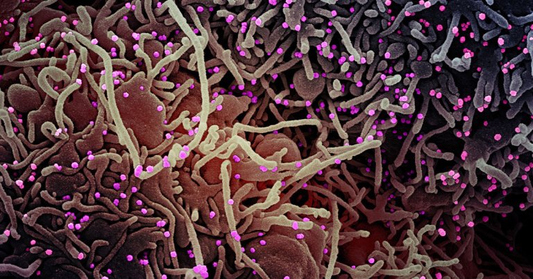 A team of scientists figured out how the coronavirus takes over cells, and they think they found potential treatments that stop it.