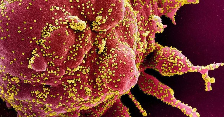 DARPA developed a new test for COVID-19 that can spot an infection within 24 hours, even earlier than people start spreading the coronavirus to others.