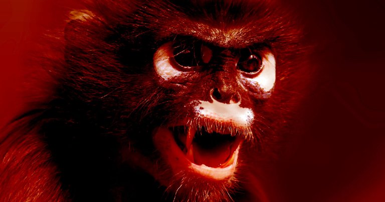 A group of monkeys in India just stole a bunch of blood samples taken from patients who tested positive for the coronavirus.