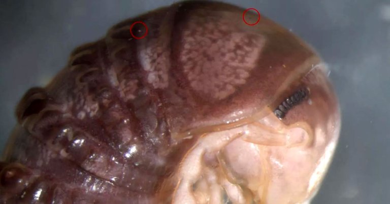 Scientist Discovers Gross New Fungus on Twitter