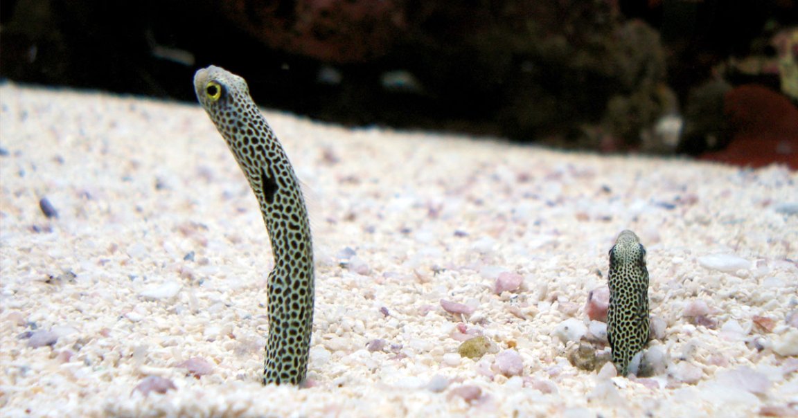 Staff at the Sumida Aquarium in Tokyo have been noticing that their roughly 300 tiny garden eels have been burying themselves in sand more often.