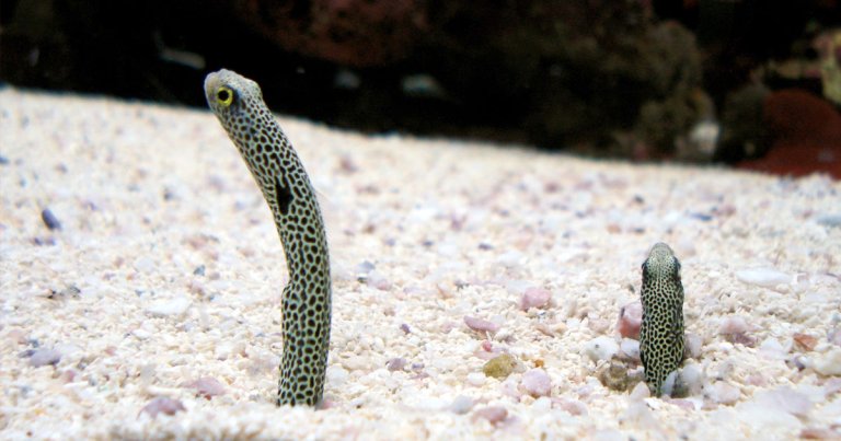 Staff at the Sumida Aquarium in Tokyo have been noticing that their roughly 300 tiny garden eels have been burying themselves in sand more often.