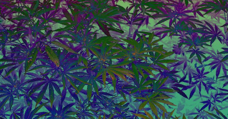 Scientists: Super High Potency Weed Doesn’t Really Get You Higher