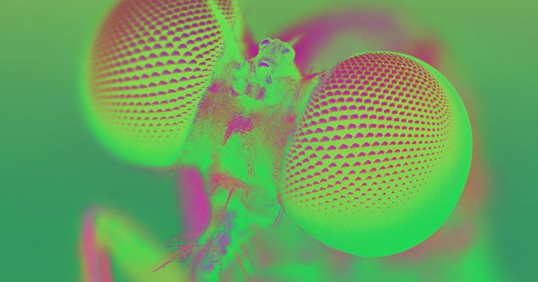 While working from home during the ongoing global pandemic, biologists have plenty of time — and they're discovering new insect species left and right.