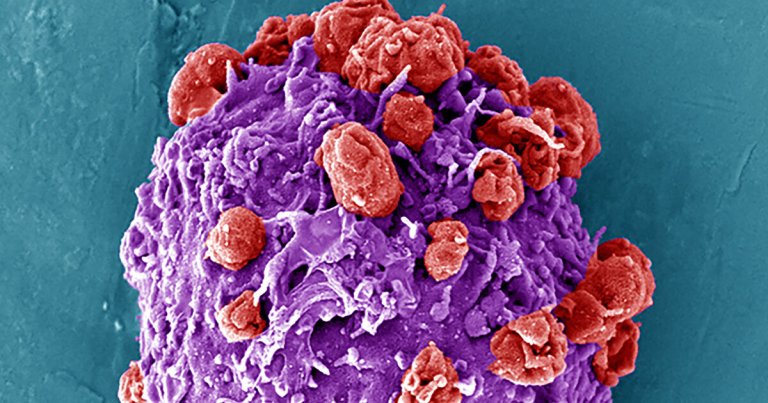 New research suggests that platelet cells could be engineered to propel themselves through the bloodstream and deliver medicine.