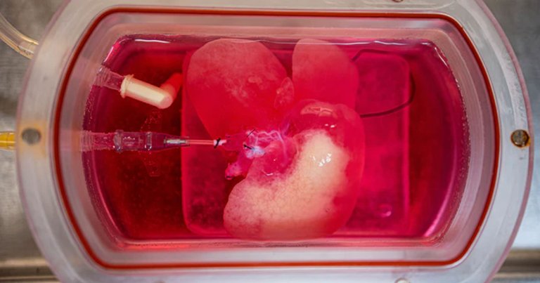 In a new study, doctors managed to grow functional, miniature human livers out of stem cells and tested them in living rats.