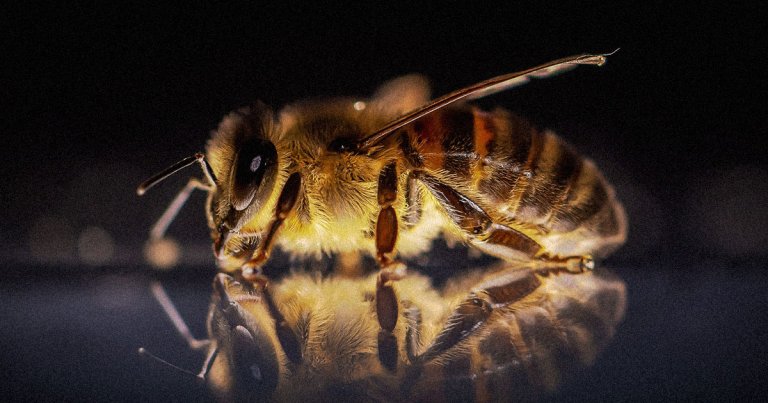If bee populations continue to drop, a team of scientists says they can pollinate plants with soap bubble-launching drones.