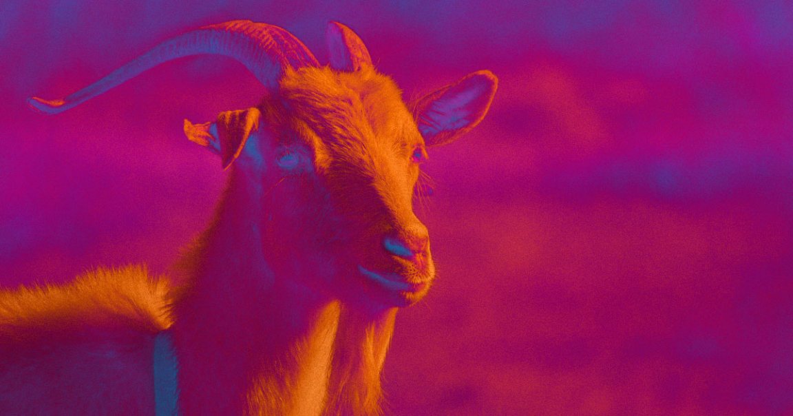 By genetically modifying goats, scientists found a way to make them manufacture expensive cancer medications in their milk.