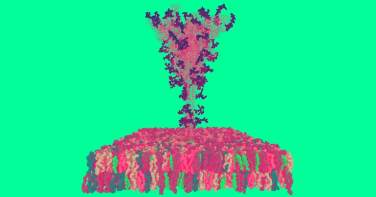A new model shows every single atom in the spikes on the surface of the coronavirus SARS-CoV-2, potentially giving rise to more targeted treatment.