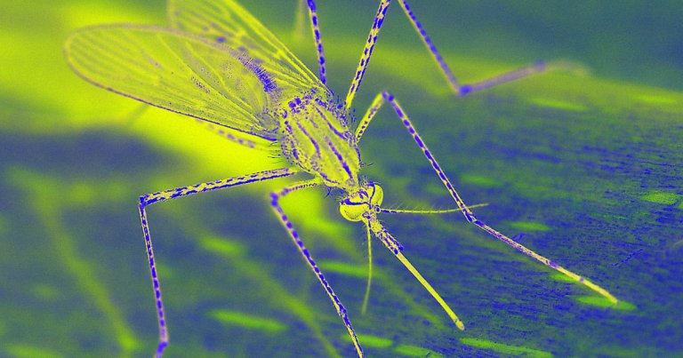 A biotech company wants to release millions of genetically modified mosquitoes in Texas and Florida to curb insect-spread disease.