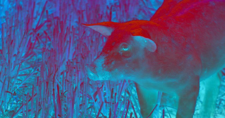 Scientists have discovered a swine flu virus that has the potential to mutate and be transmitted to and eventually between humans.