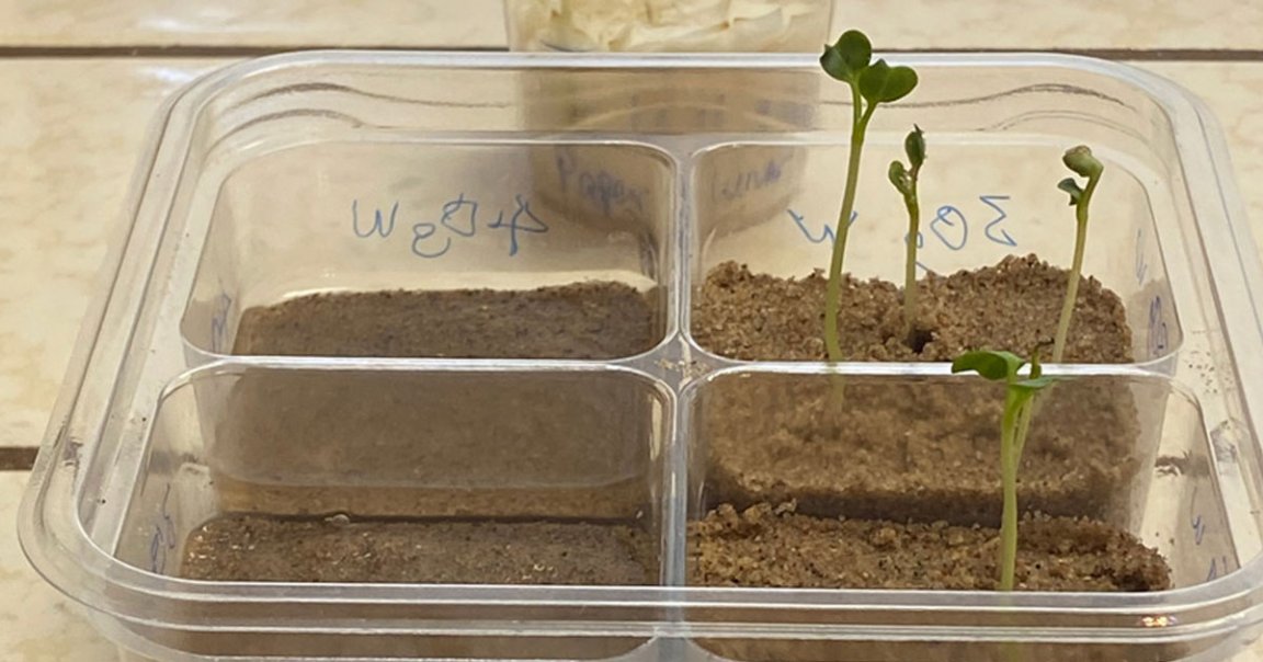 NASA scientist Max Coleman has been trying to figure out if its possible to grow radishes in lunar soil analogues in his kitchen.